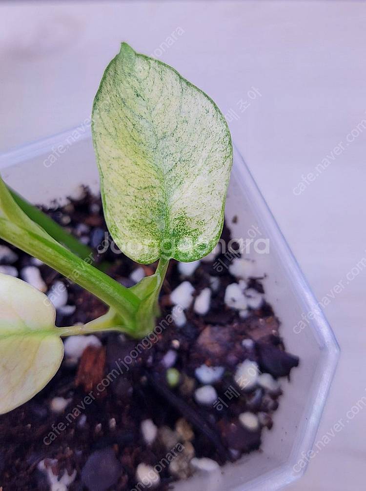 풀민트 히메, 화이트민트 히메, 무늬 히메, 핑크미칸, 마야리 바리에가타 등 여러 희귀식물 분양해요--8